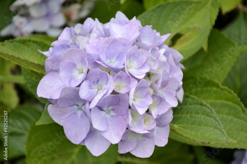 Detail of hortensia flowers with leaves