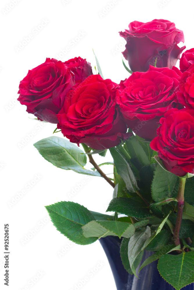 Fototapeta premium red roses in blue pot