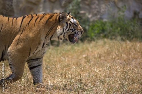 Fototapeta Naklejka Na Ścianę i Meble -  Portrait of a walking male tiger