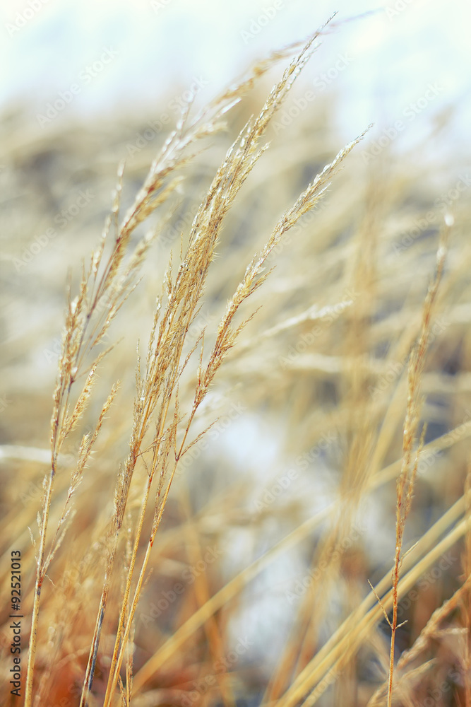 Fototapeta premium Frozen dry grass