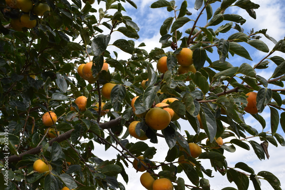色づいてきた庄内柿／山形県の庄内地方で、種がなく美味しいことで有名な庄内柿の風景を撮影した写真です。色づいてきた柿の実で、収穫が近い柿です。