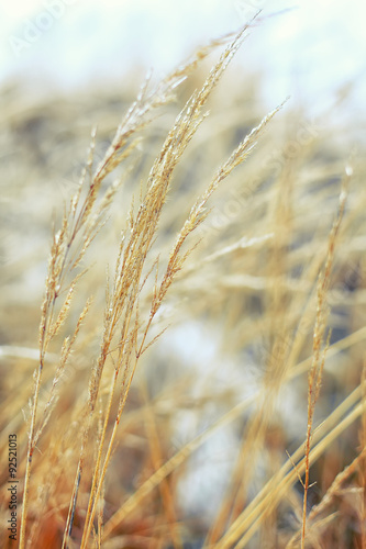 Frozen dry grass