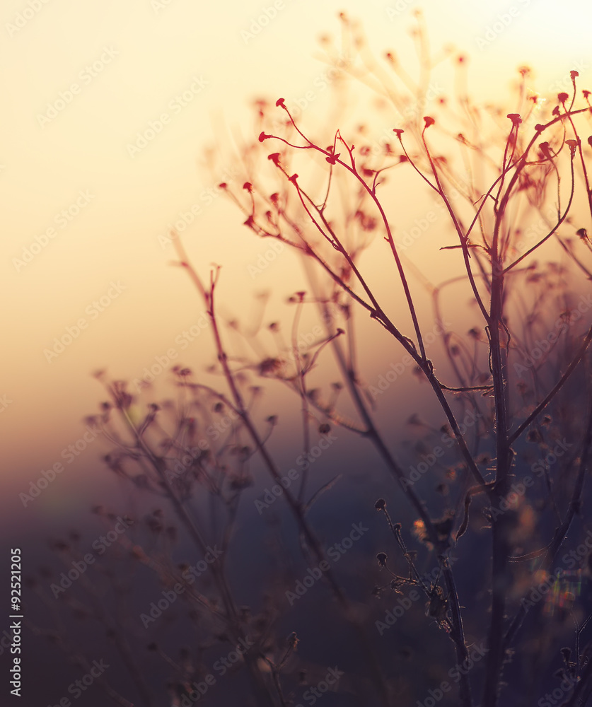 Winter Plant Silhouette at sunset Winter Plant Silhouette at sunset