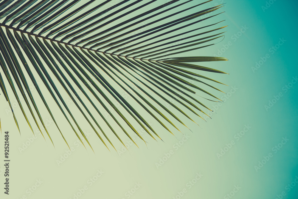 Obraz premium Liść palmy, stylizowane na kolor retro, na tle nieba