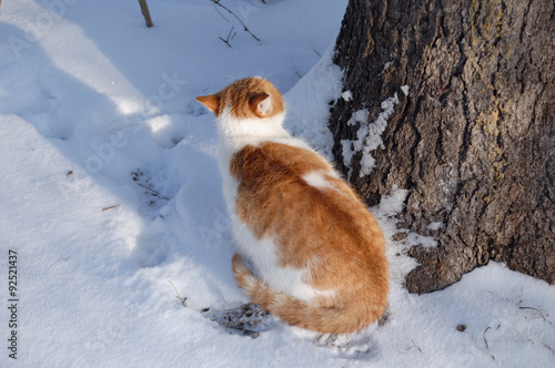 Red-white cat near tree © Vitalii Bondarchuk