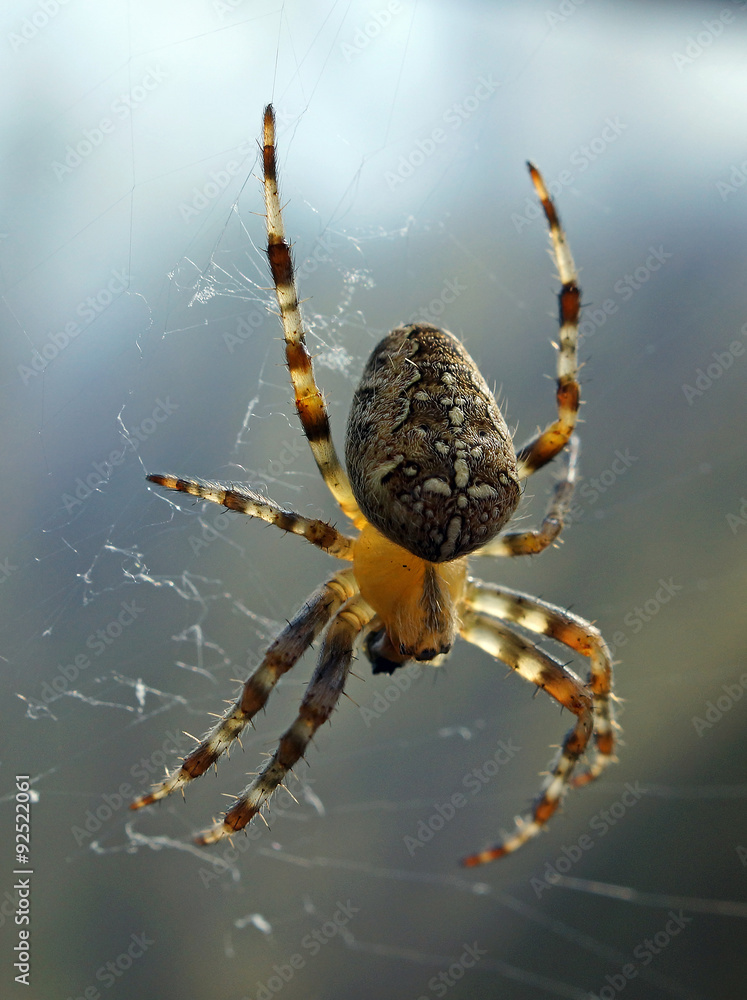 araignée des jardins, vue dorsale araignée des jardins, vue dorsale