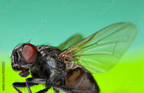 Insect close-ups on the background of bright colors. Fly flies with spread wings on a bright background photo