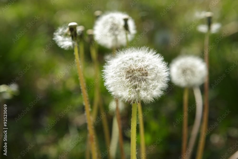 Dandelions and Green Weeds in Spring