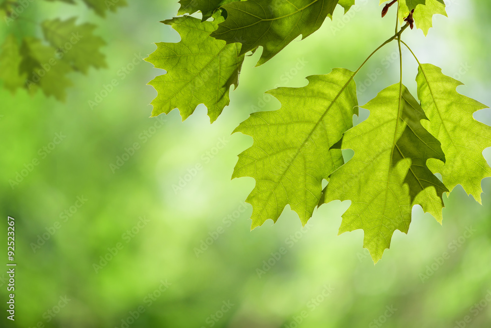 Spring Oak Leaves on Branch Isolated against Green Canopy Spring Oak Leaves on Branch Isolated against Green Canopy