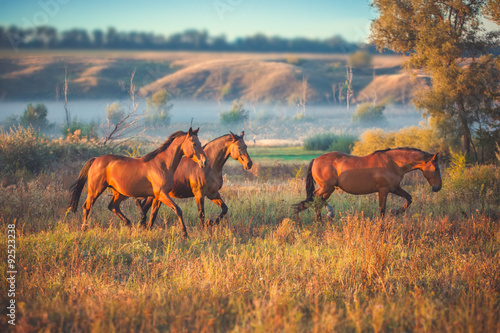Fototapeta Naklejka Na Ścianę i Meble -  horse