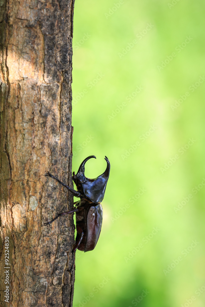 Male fighting beetle (rhinoceros beetle) on tree