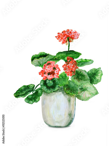 Pink geraniums on white - oil painting