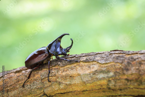 Male fighting beetle (rhinoceros beetle) on tree © SKT Studio