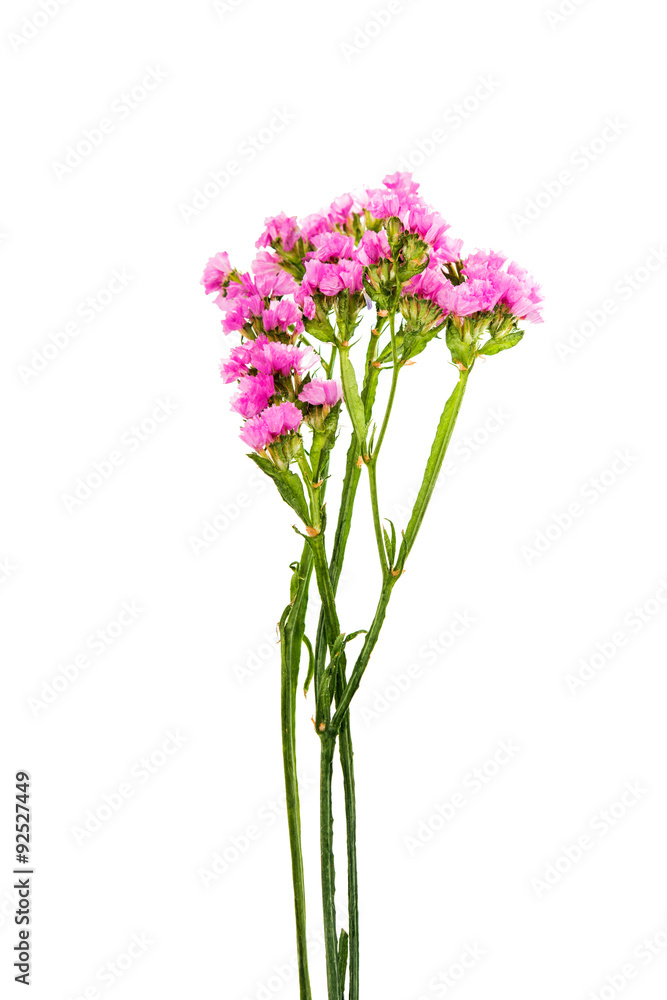 Fototapeta premium beautiful autumn flower