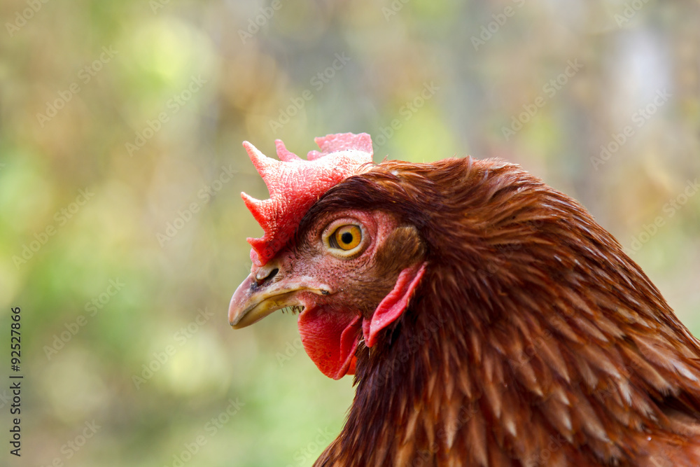 Portrait of brown hen. Gallus gallus domesticus. Portrait of brown hen. Gallus gallus domesticus.