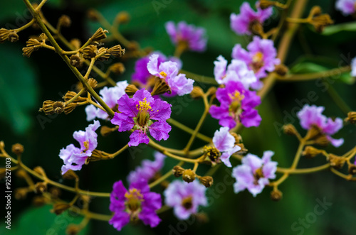 Purple flowers are blooming in nature photo