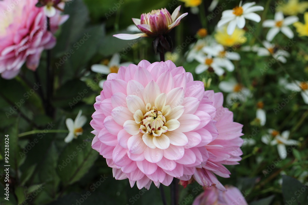Obraz premium Dahlia