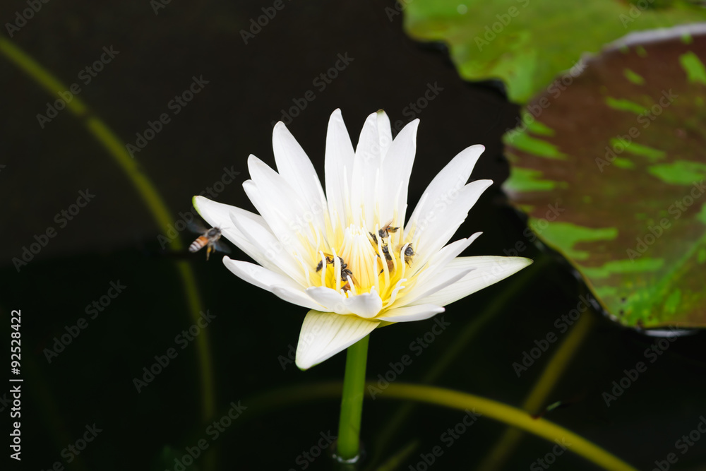 Lotus Flower with bee