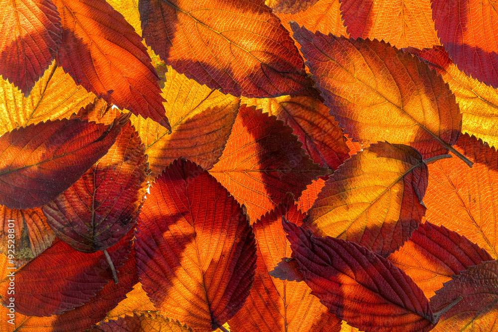Viburnum Fall Foliage Background