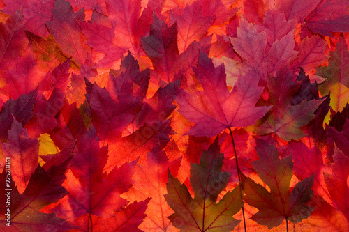 Red Maple Leaves Fall Color Background