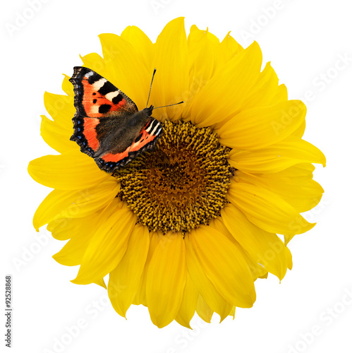 Schmetterling auf Sonnenblume