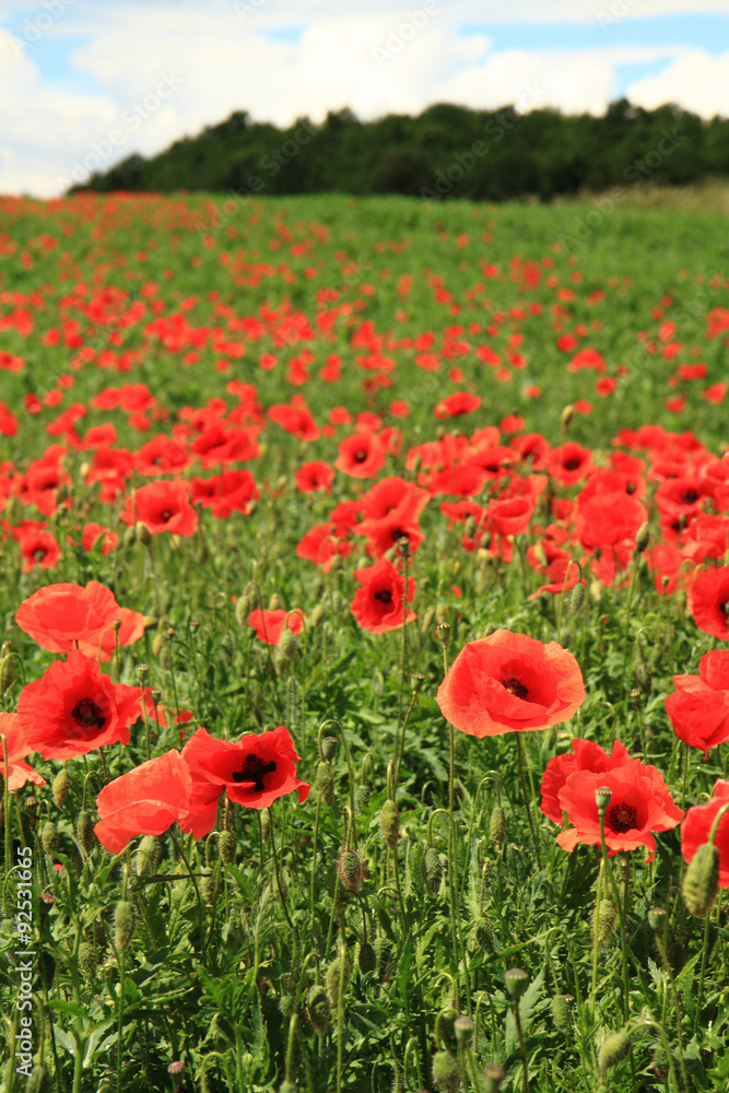 Obraz premium poppy flowers field