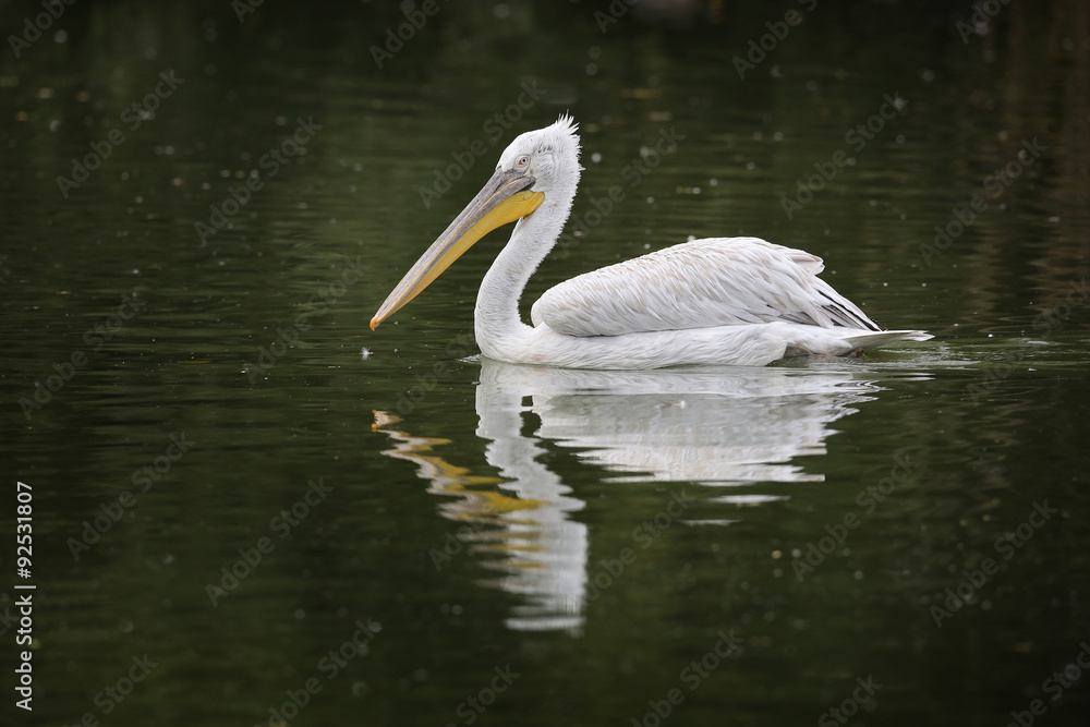 Pélican oiseau gros blanc plume Pélican oiseau gros blanc plume