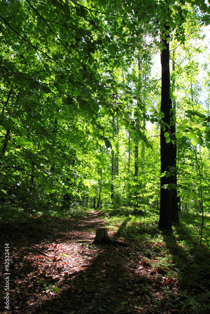 Obraz premium spring green czech forest