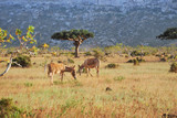 Donkeys on the Socotra island