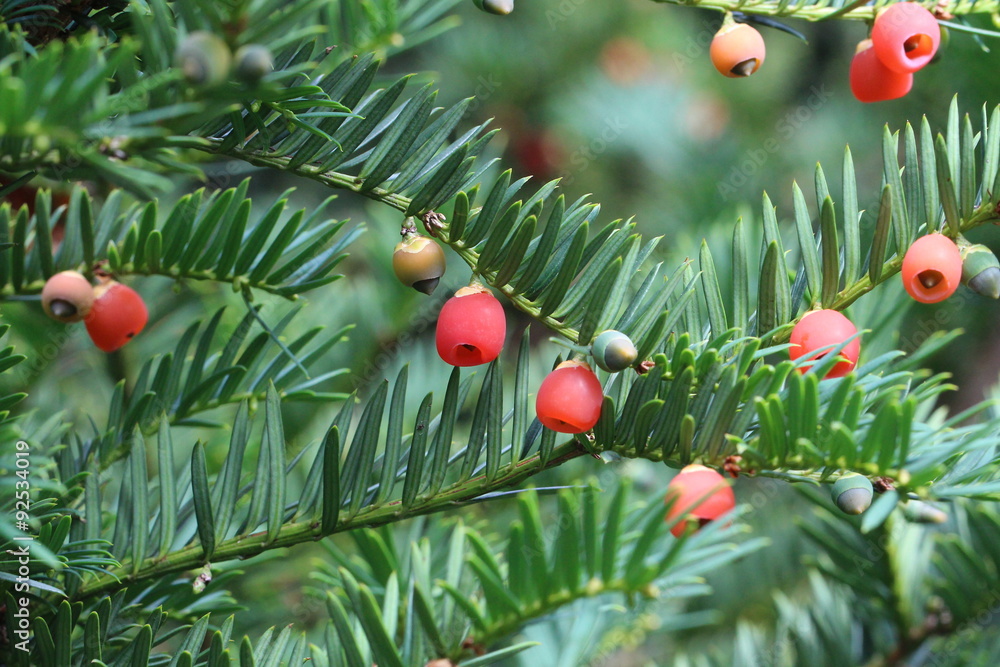 Obraz premium Red berries