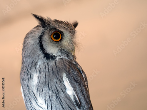 White faced scops owl, closeup.From Africa. Ptilopsis. Aka Transformer owl.