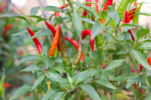 Chilii peppers on tree