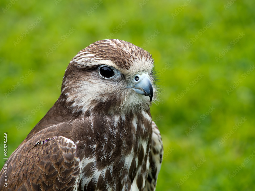 Obraz premium Saker falcon, face profile. Bird of prey. Endangered species.