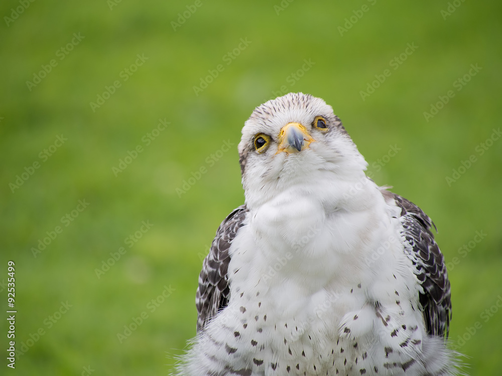 Young Gyr x Lanner Falcon outdoors. Inquisitive pose.