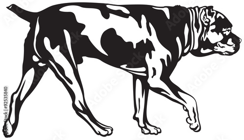 Cane Corso dog walk, dog breed vector illustration from the dog show sign symbol set