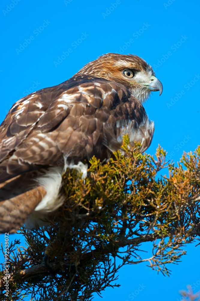 Red-tailed Hawk in a tree