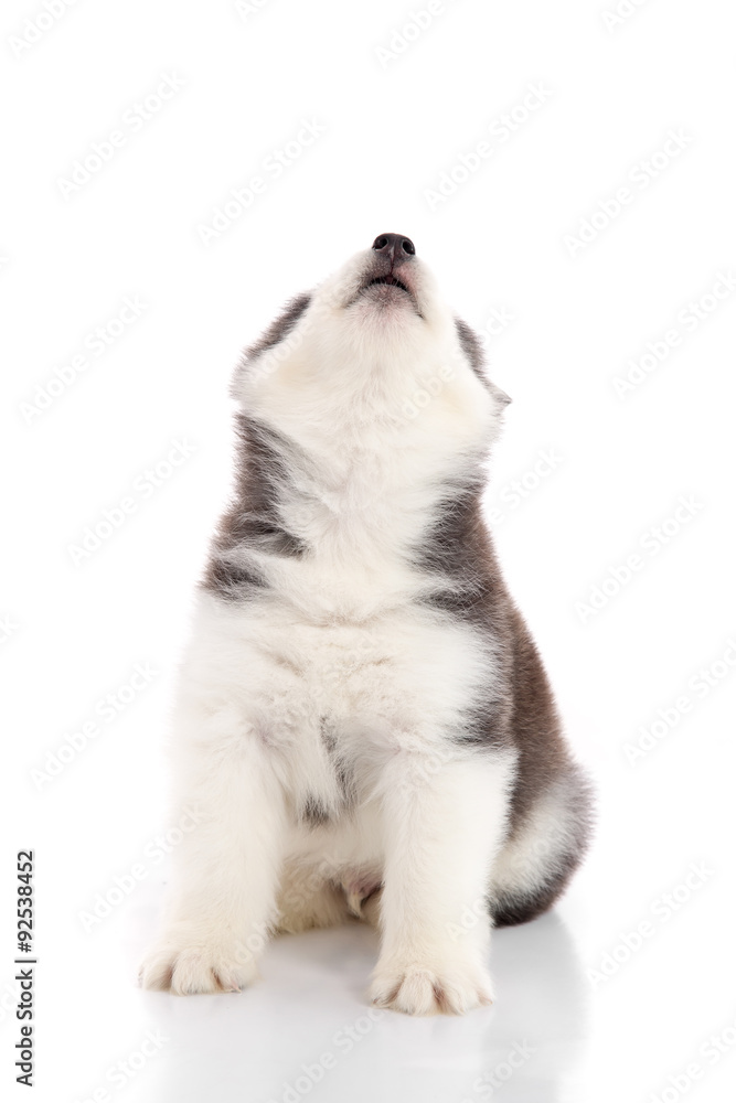 Cute siberian husky howling Cute siberian husky howling