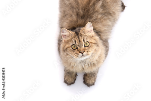 Fototapeta Naklejka Na Ścianę i Meble -  Top view of Tabby cat lying and looking