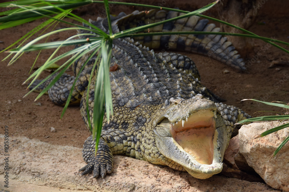 Fototapeta premium nile crocodile with open jaws