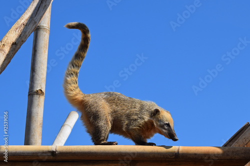 Bild auf Leinwand ring tailed coati