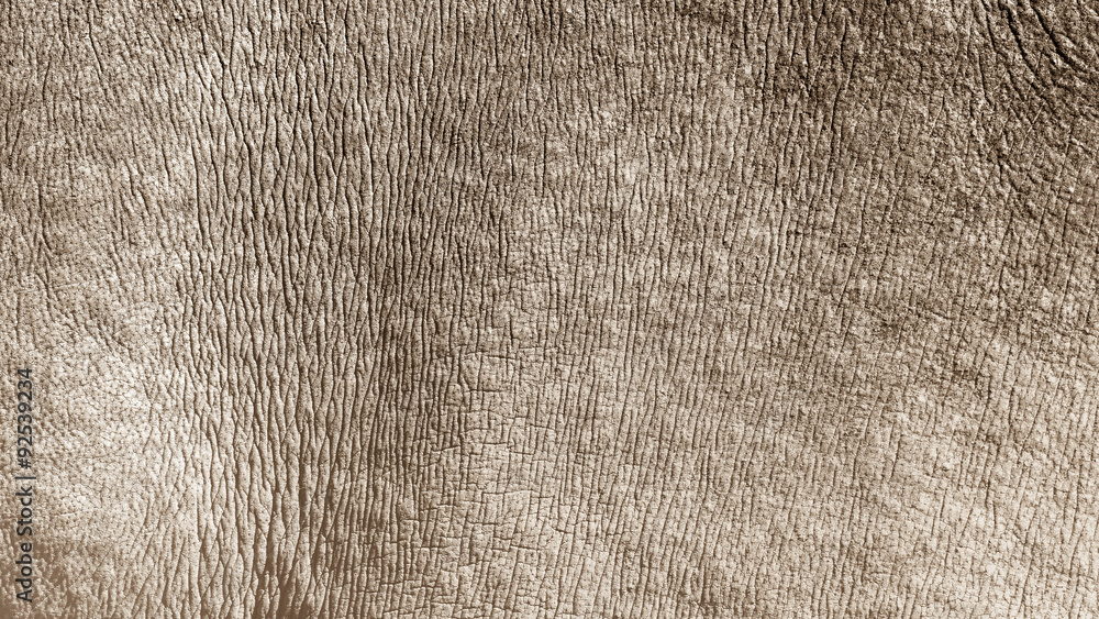 Naklejka premium White rhino skin texture background