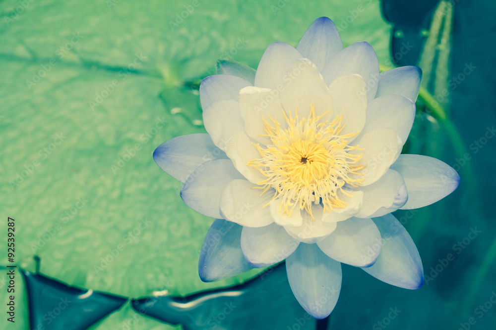 Lotus flower soft background