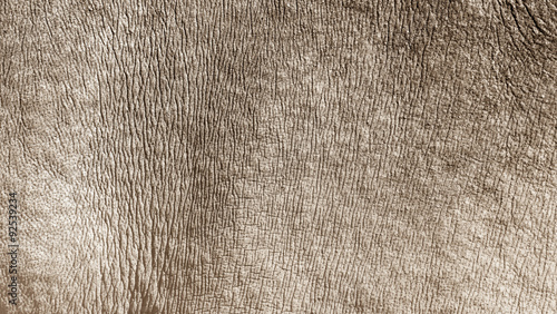 White rhino skin texture background