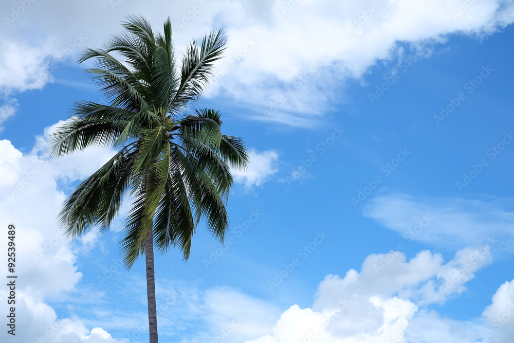 Obraz premium Coconut tree and blue sky