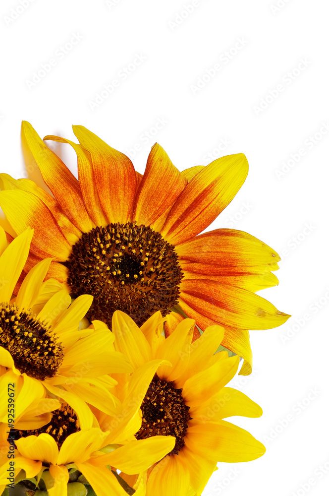 Beautiful Sunflowers Beautiful Sunflowers