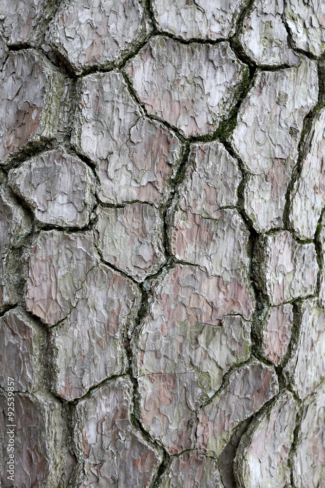 Tree bark texture rough. Tree bark texture rough.
