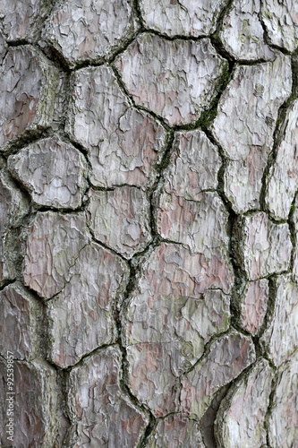 Tree bark texture rough.