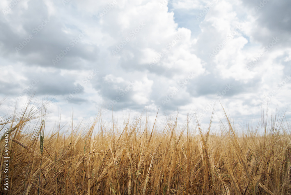 Fototapeta premium Wheat field cloudy sky landscape