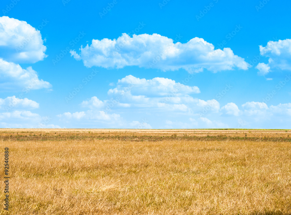 Background image of lush grass field under blue sky