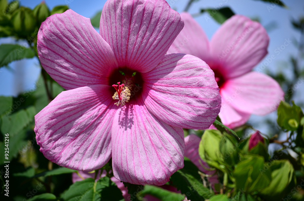 Obraz premium pink hibiscus flower